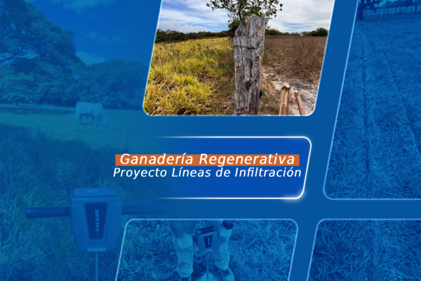 Líneas de infiltración: estrategia para pastoreo durante la sequía